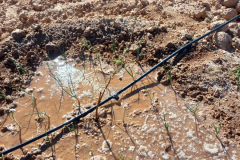 336659212_1253135221950321_8347475402453130147_n