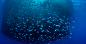 Aquaculture and climate change: Introducing ActFast and OCCAM Projects