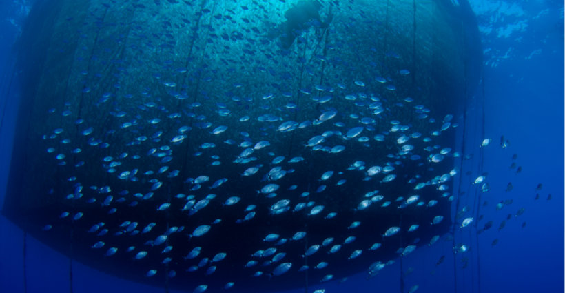 Aquaculture and climate change: Introducing ActFast and OCCAM Projects